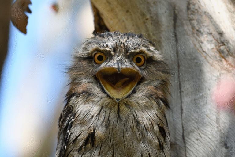The Smiling “Baby Bird” That Wasn’t a Bird at All