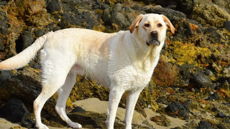 Harper the “Lost” Pup Who Masters the Art of Getting Pets