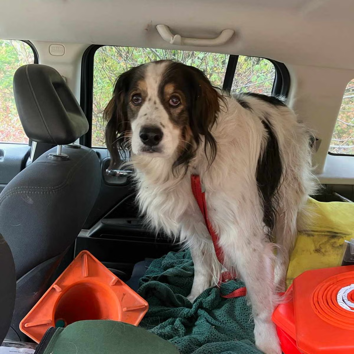 Toby the Hero Dog: How One Bark Saved His Owner From a Falling Meteor