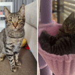 From Abandonment to Hope: Three Tiny Kittens Get a Second Chance at Life