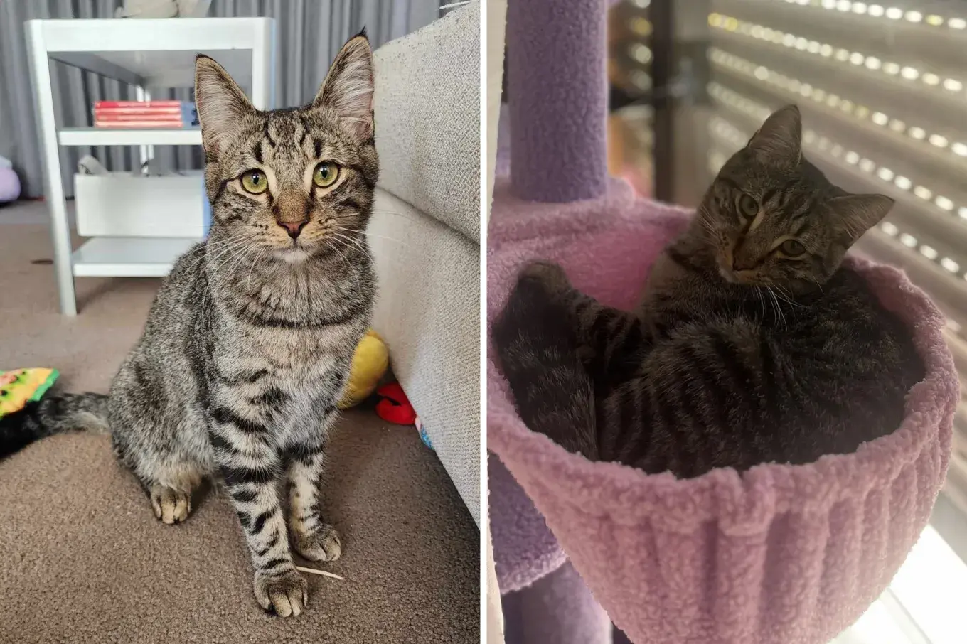 From Abandonment to Hope: Three Tiny Kittens Get a Second Chance at Life