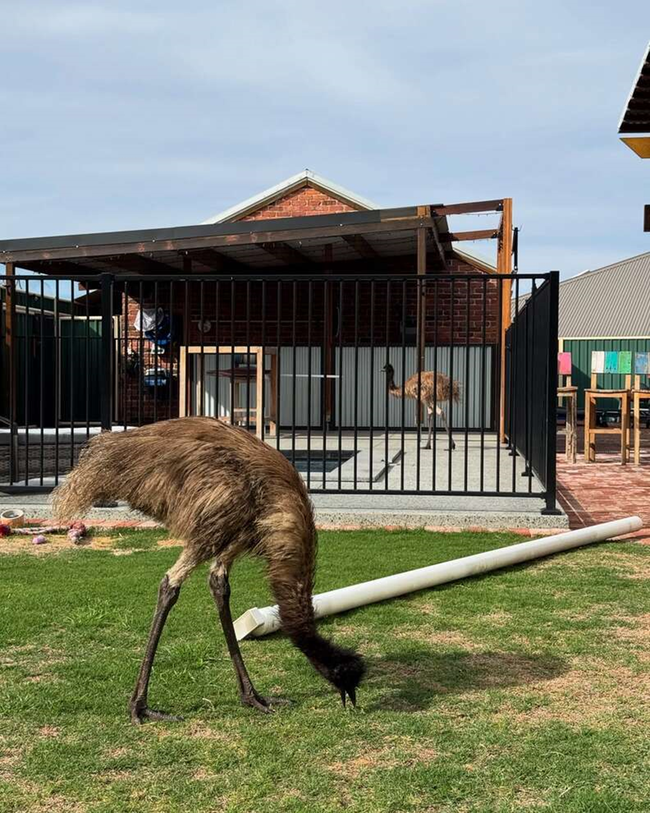 An Unexpected Pool Party: Emus Drop By for a Swim
