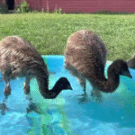 An Unexpected Pool Party: Emus Drop By for a Swim