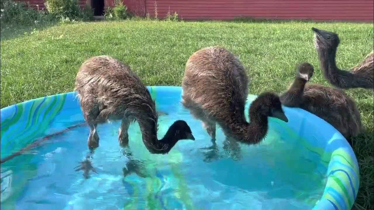 An Unexpected Pool Party: Emus Drop By for a Swim