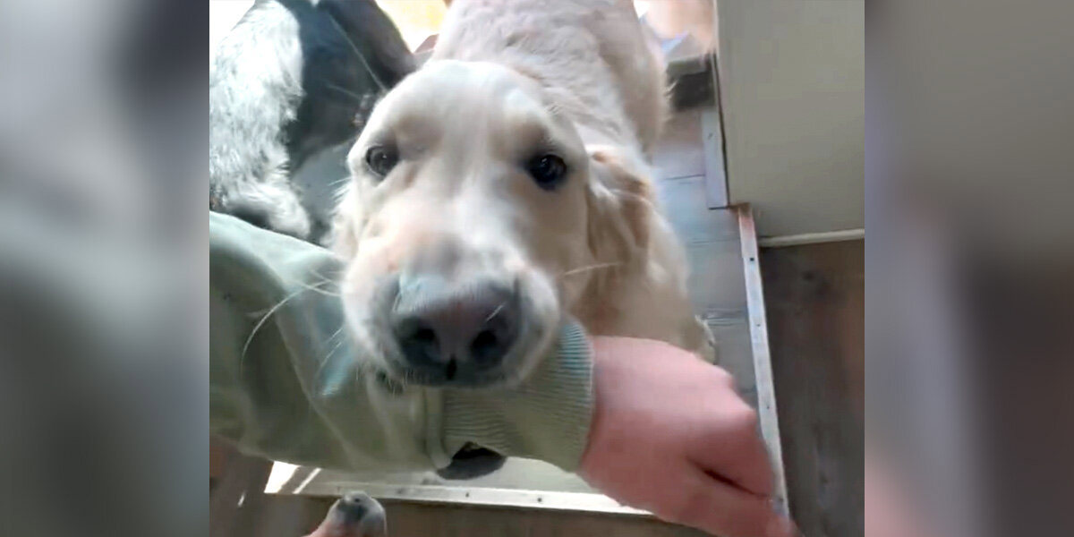 Gotta Go Compose Myself From Crying’: Dog Leads Man On Adorable Mission