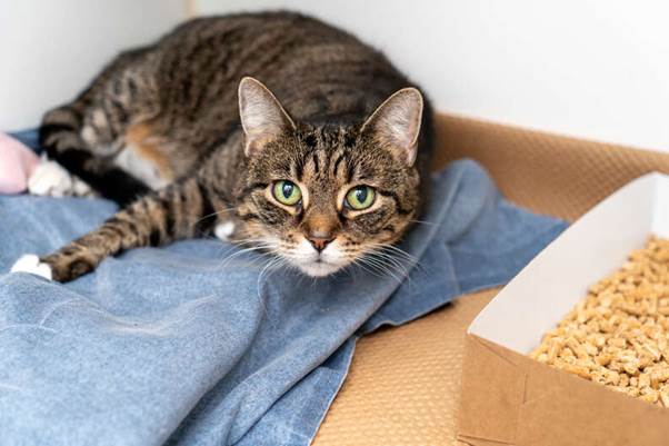 Senior Cat Left in Stroller With Heartbreaking Note Finds Safety at NYC Shelter