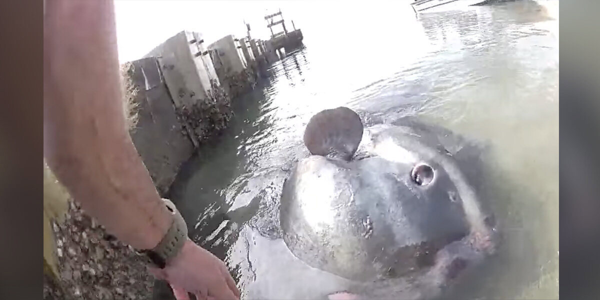 Fish’s Giant Eye Stares Up Desperately At Deputy Working To Save His Life