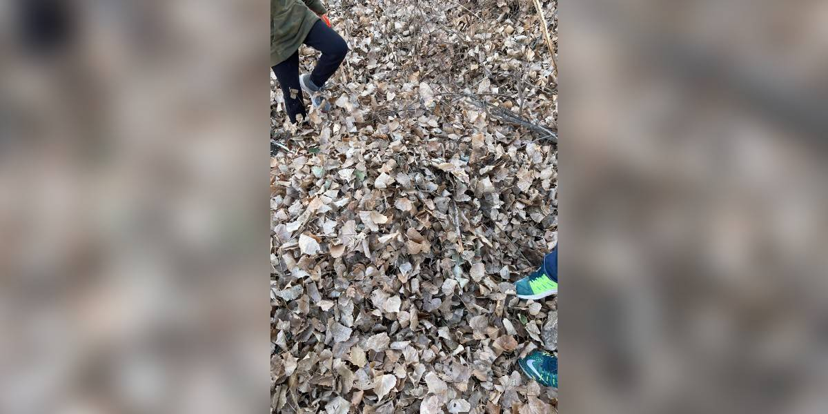 No One Can Find The Dog In This Photo Who’s Just Trying To Find His Stick