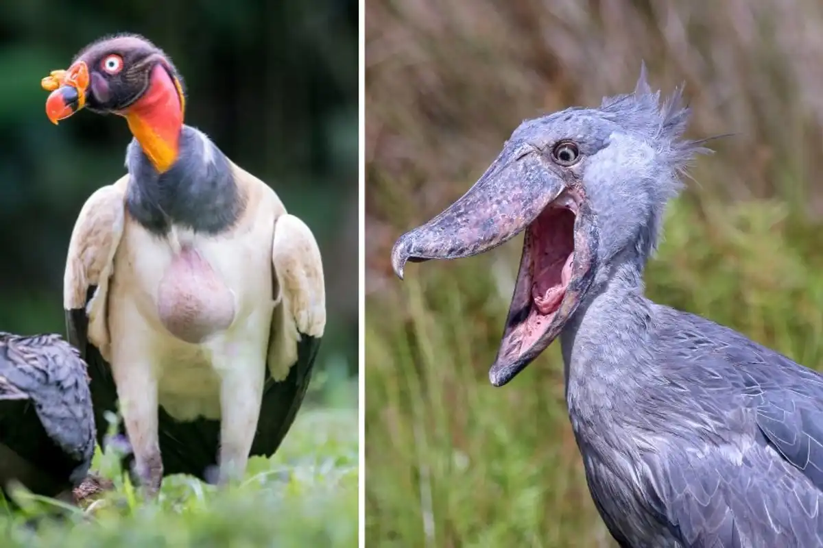 No One Thinks These Huge Birds Are Actually Real