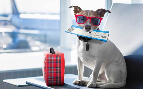 Frederico’s Big Airport Surprise: Therapy Dog Waits With a Sign to Reunite With His Brother