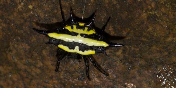 The Day a Crowned Jewel Spider Chose Her Head as Its Throne