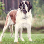 From Forgotten to Forever: Stu the St. Bernard’s Remarkable Journey to Love