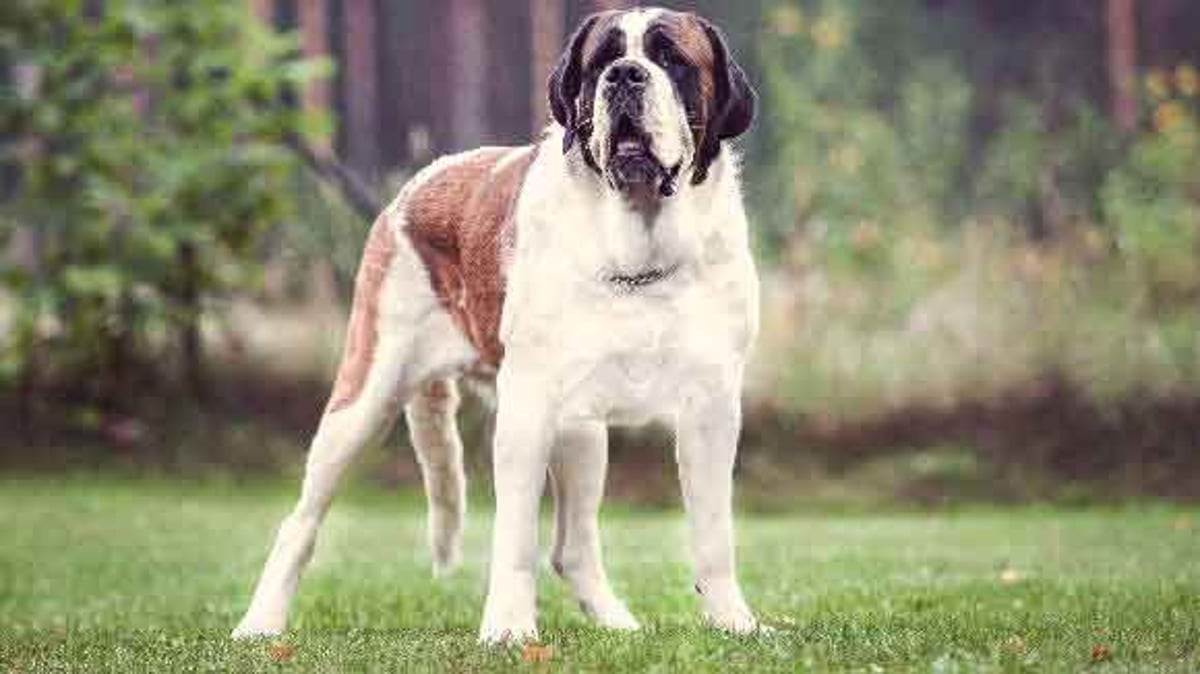 From Forgotten to Forever: Stu the St. Bernard’s Remarkable Journey to Love