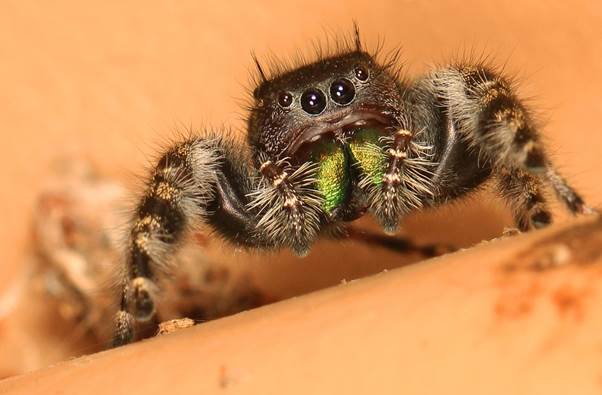 Norma the Mailbox Spider: How a Postal Worker and a Kind Neighbor Made Room for the Smallest Resident