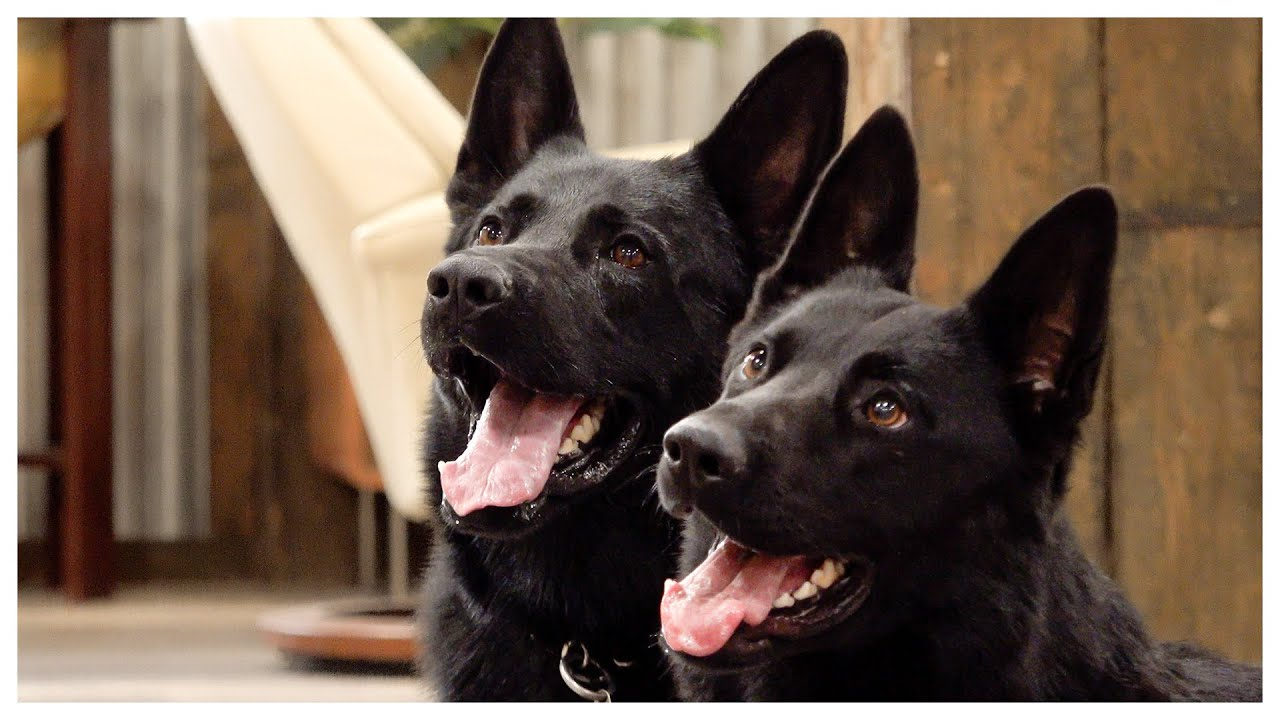 From Duct-Taped Crate to Forever Homes: Monty and Mindy’s Journey of Survival