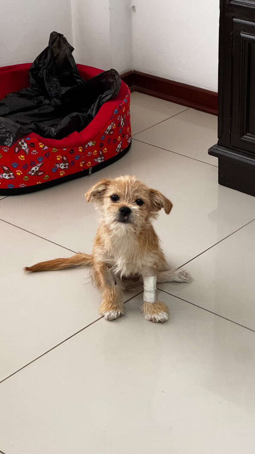 From Roadside Despair to Joyful Recovery: Peluchin’s Second Chance at Life