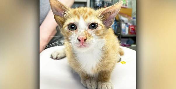 Meet Audio: The Stray Kitten With Four Ears Who Found a Forever Home