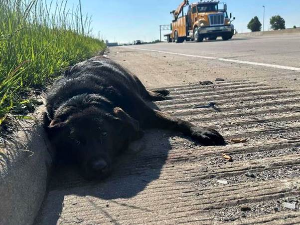 Highway Rescue Turns Into Heartfelt Reunion: Injured Pup and Her Loyal Best Friend Find Their Way Home