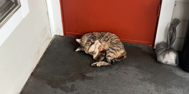 The Calico Who Chose Compassion: A Stray Delivers Her Five Kittens on the Warmest Doormat