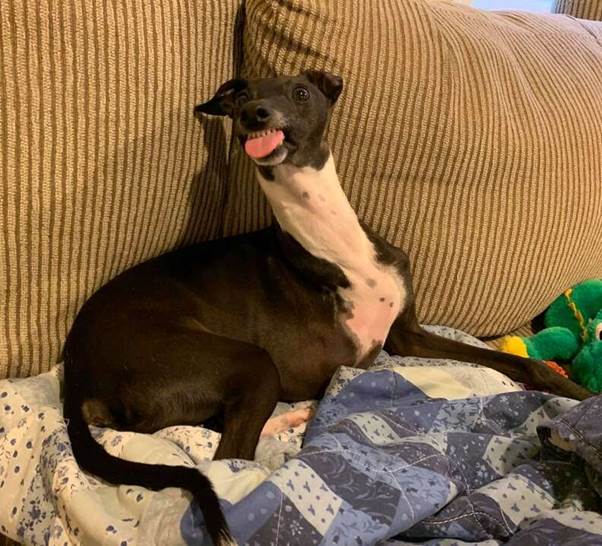 The Hilarious Rescue Pup Who Melts Into Jell-O Whenever His Dad Takes Out the Camera