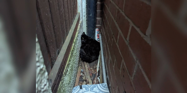The Fenceline Plea: A Mother’s Desperate Cry That Unlocked a Hidden Litter