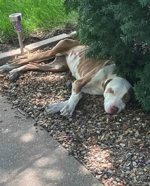From Desperation to Devotion: Luna’s Journey From Starving Stray to Beloved Family Member