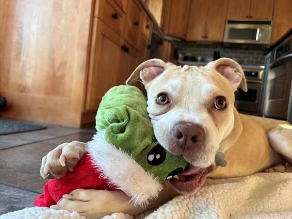 Abandoned in a Locked Dog Park, Emilia’s Cries Led to an Unforgettable Rescue