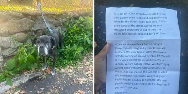 Two Senior Dogs Left With a Heartbreaking Note Find Hope Together