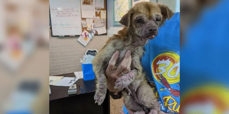 The Last Chance: How a Defeated Dog Found His Smile After Surviving on Garbage