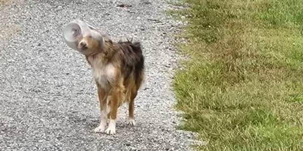 Dog Gets Her Head Stuck In Jar And Wanders For Days Before Being Saved