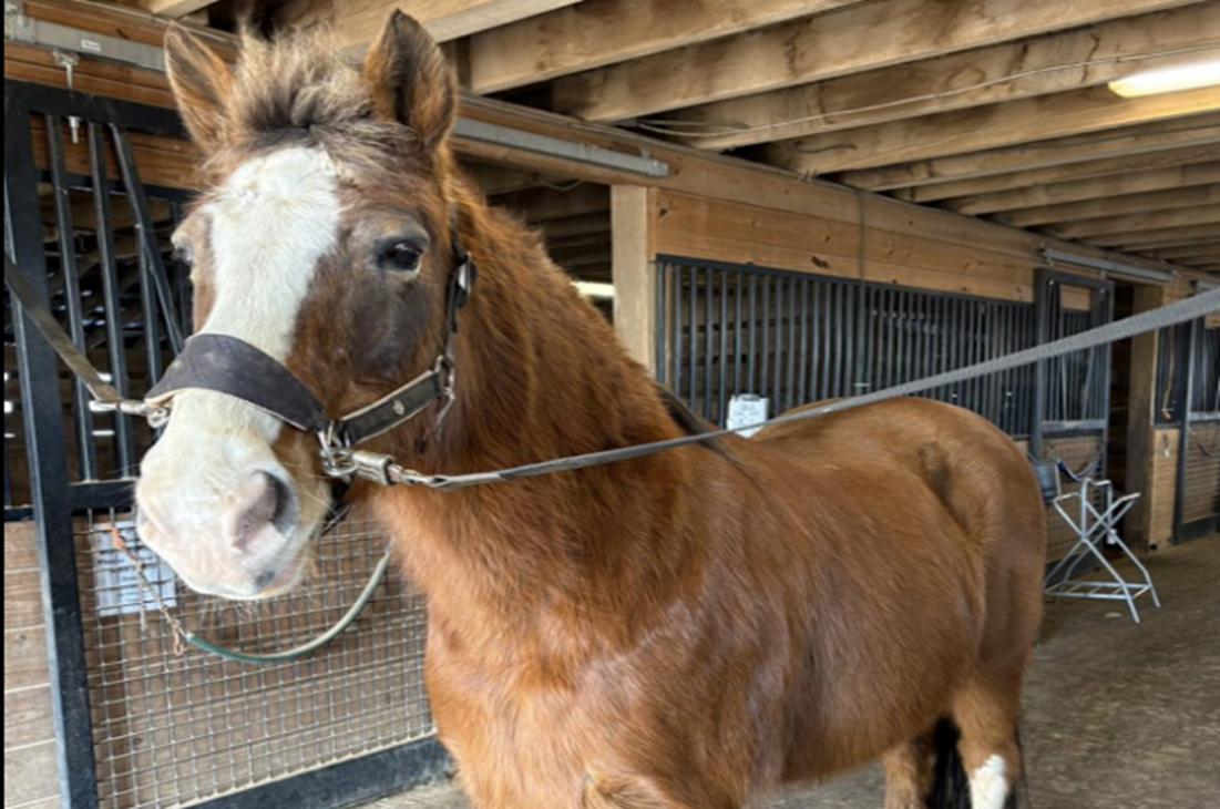 The Veteran Mare and the Miracle of the First Hour