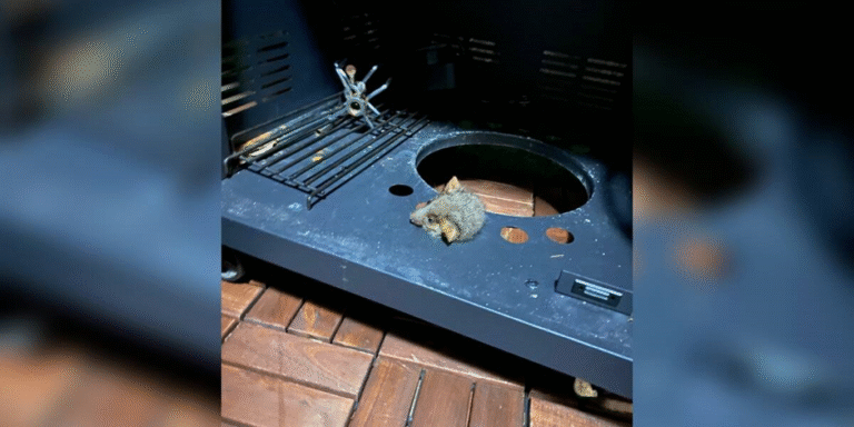 The Barbecue Bear: The Unexpected Visitor Who Needed Saving