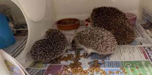 Rescuer Arrives Just In Time To Save A Bucket Full Of Wild Hedgehog Babies