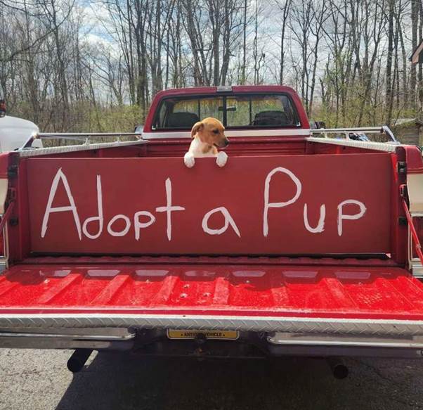 Rainbow’s Waiting Game: The Puppy Who Watched Her Family Leave and Still Believes in Love