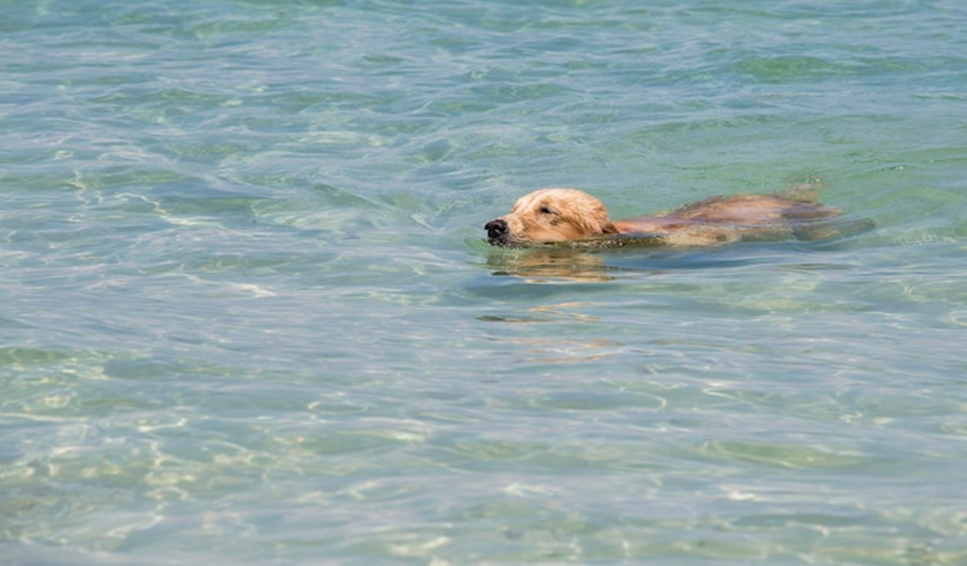 The Unexpected Ferry: The Dog Who Carried a Turtle Home