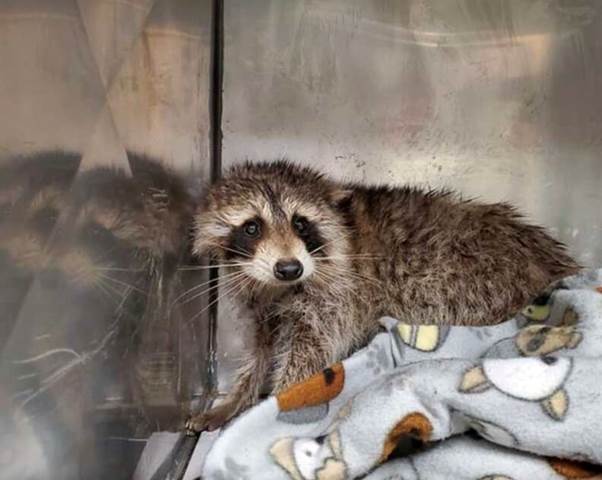Rescuers Watch In Horror As Raccoon Falls From Bridge — Then Cheer When He Swims To Safety