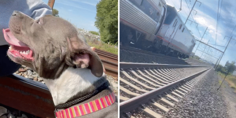 The Edge of the Rail: A Race Against the Whistle