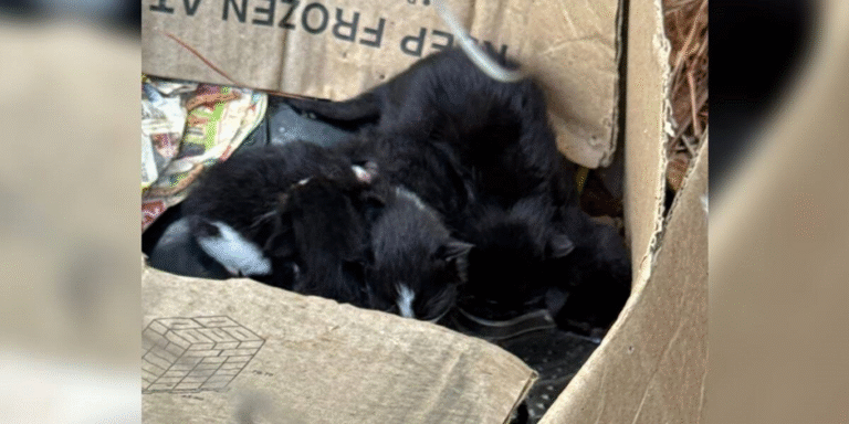 Roadside Miracle: Woman Saves Feral Cat Family, Then Becomes Midwife to Three More