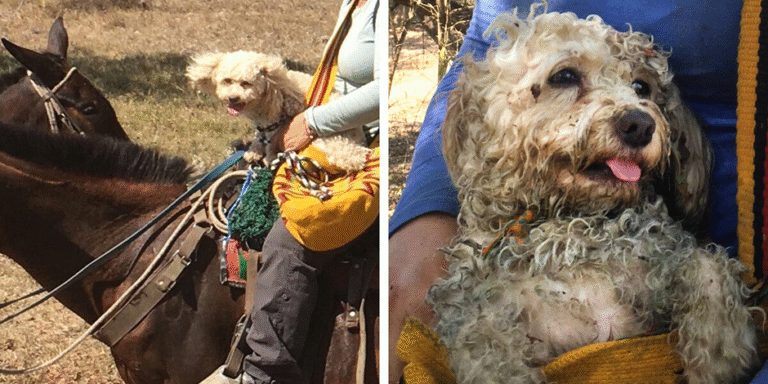 Gus’s Great Escape: The City Dog Who Found His Soul in the Country