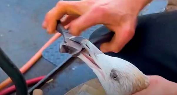 Brave Boater Walks the Plank to Save a Struggling Seagull