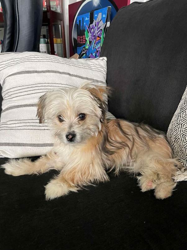 Lost in the Shadows: How an Urban Explorer Saved a Dog Trapped in a Storm Drain