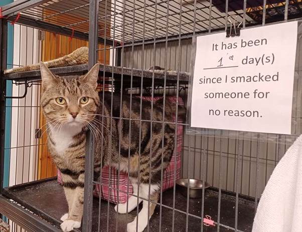 Meet Max: The Shelter Cat Who Hands Out Hilarious “Smacks”