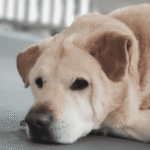 The Mystery of Barney: Why Does No One Want the Sweetest Dog?
