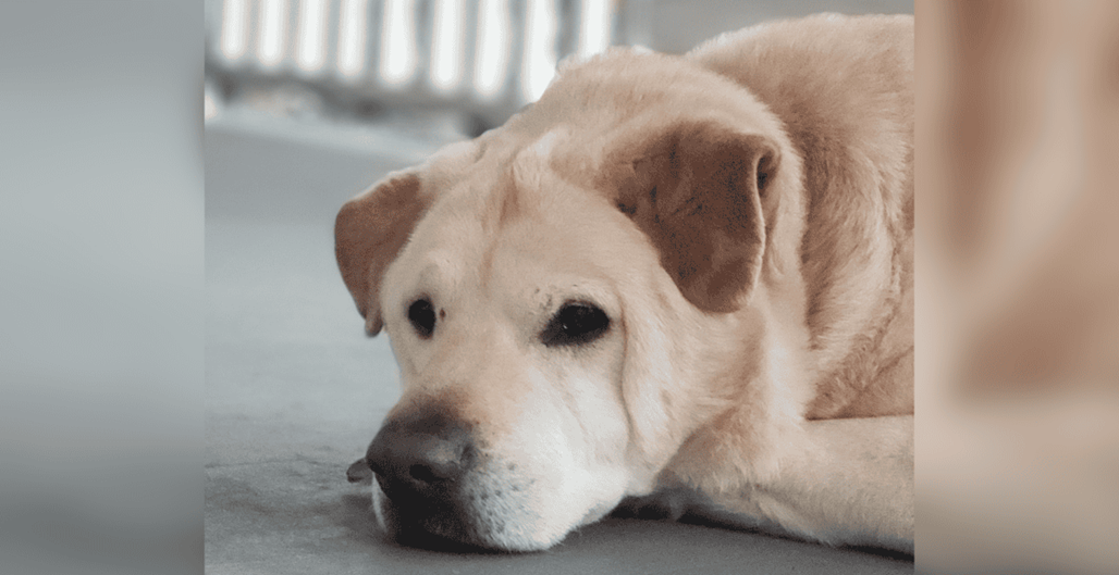 The Mystery of Barney: Why Does No One Want the Sweetest Dog?