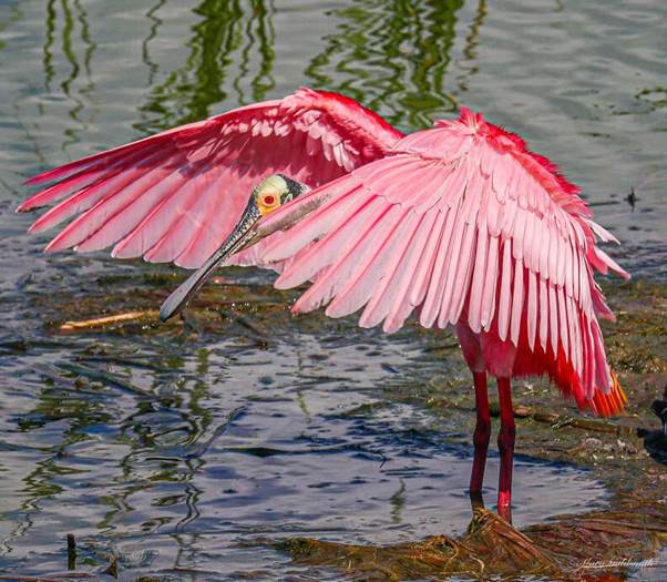 A Feathered Surprise: Woman Finds Big Pink Feather In Her Yard