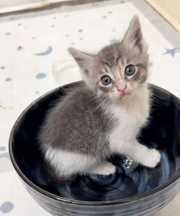 Woman Hears Strange ‘Screaming’ At Night — And Finds A Baby Kitten On An Electrical Box