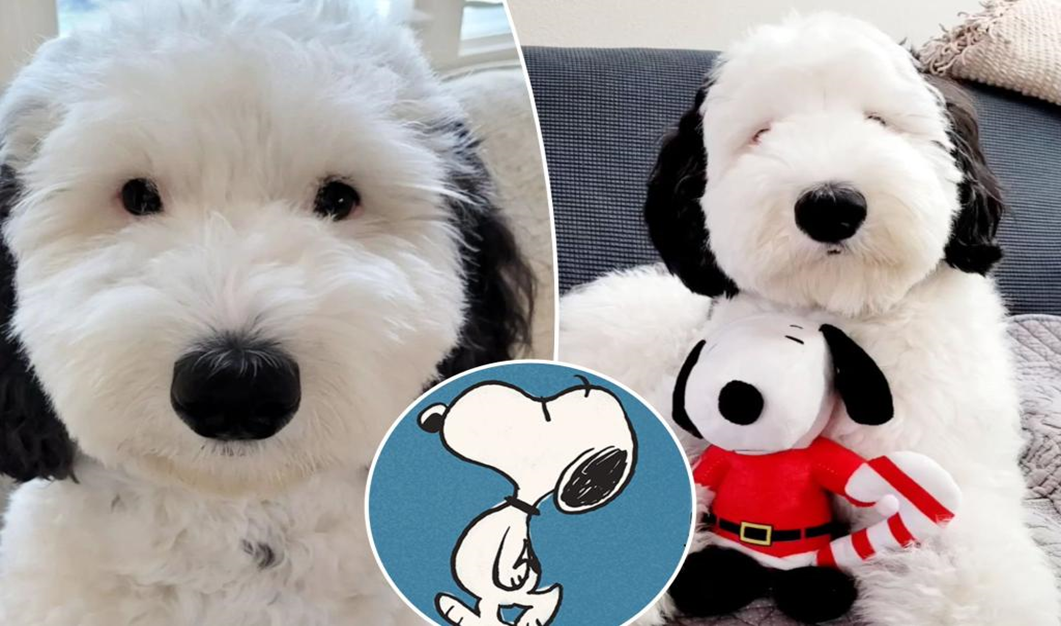 The Real-Life Cartoon: How One Dog Became an Instant Internet Icon