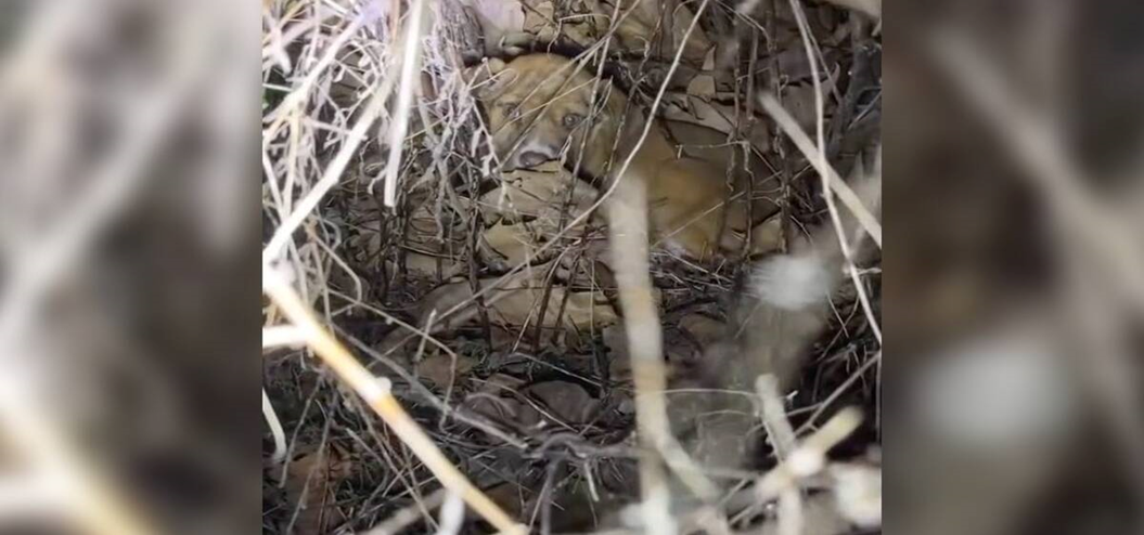 The Orange Glow: How a Camera Captured a Soul Lost in the Darkness