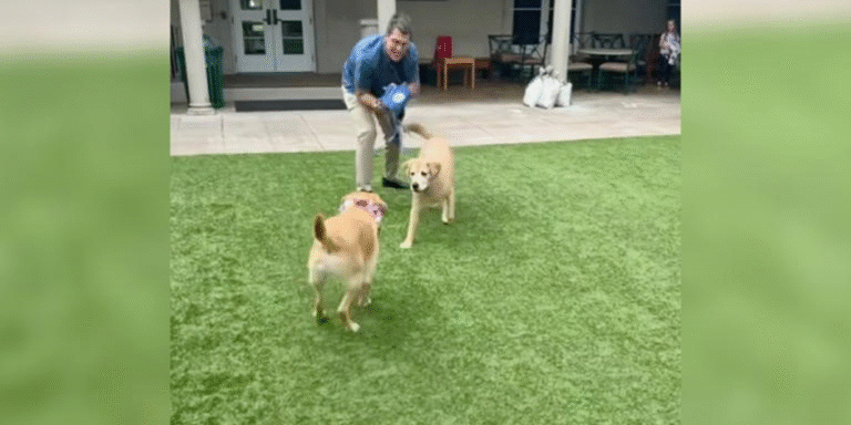The Unbroken Vow: A Guide Dog’s Unexpected Reunion