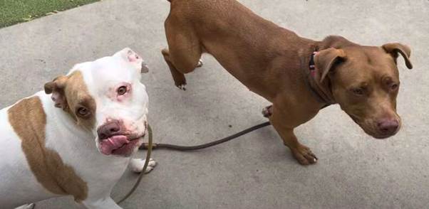 Shelter Pittie Risks It All For Friendship, And Finds A Forever Home